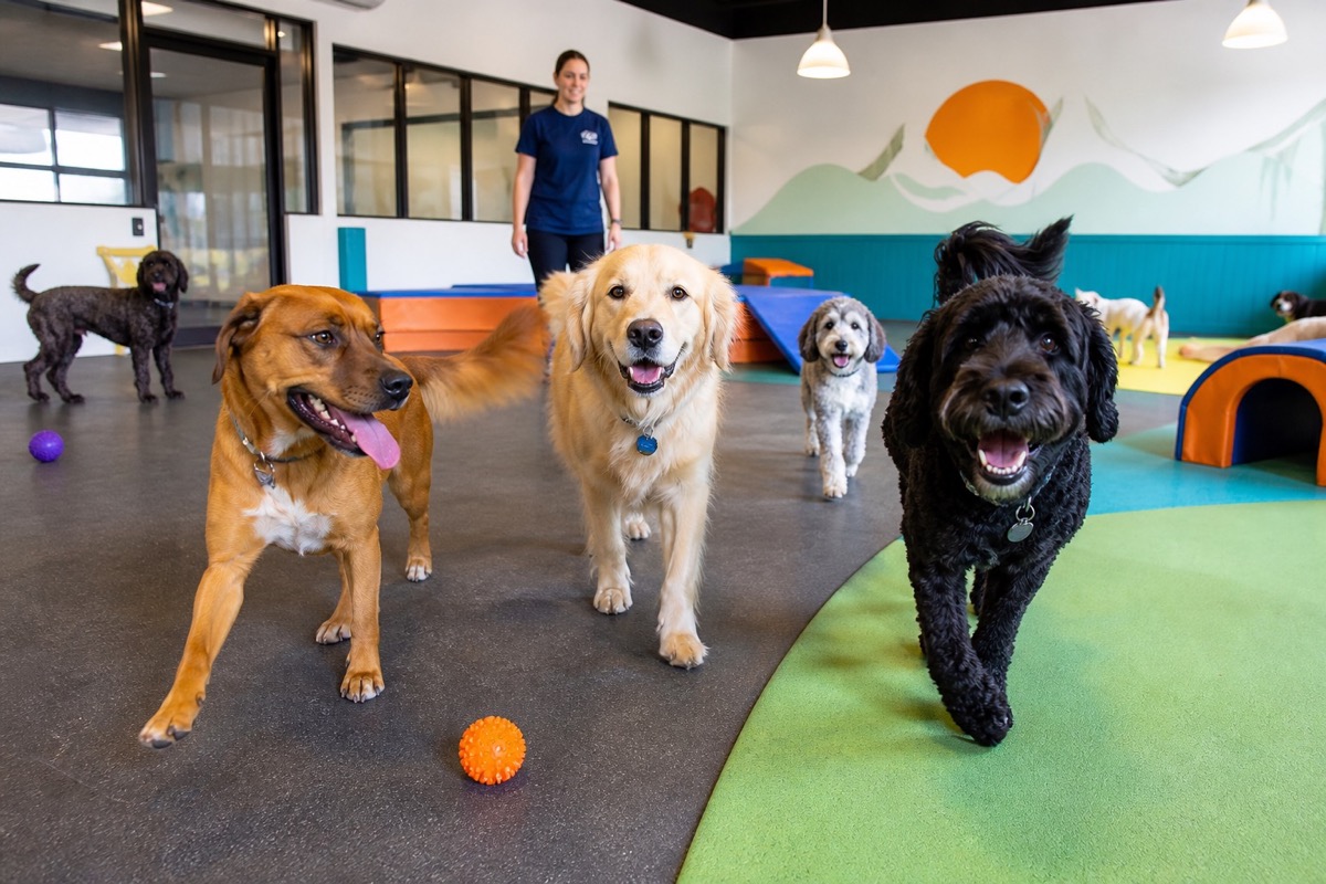 Dogs playing in a bright indoor daycare facility
