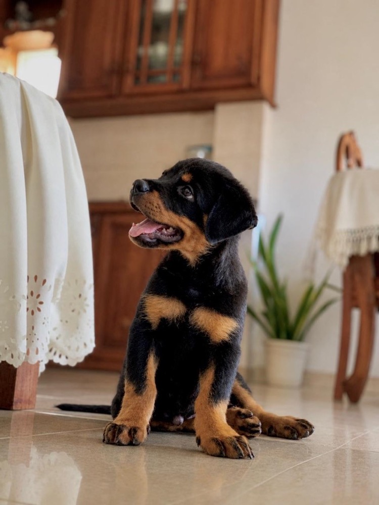 Rottweiler puppy sitting indoors