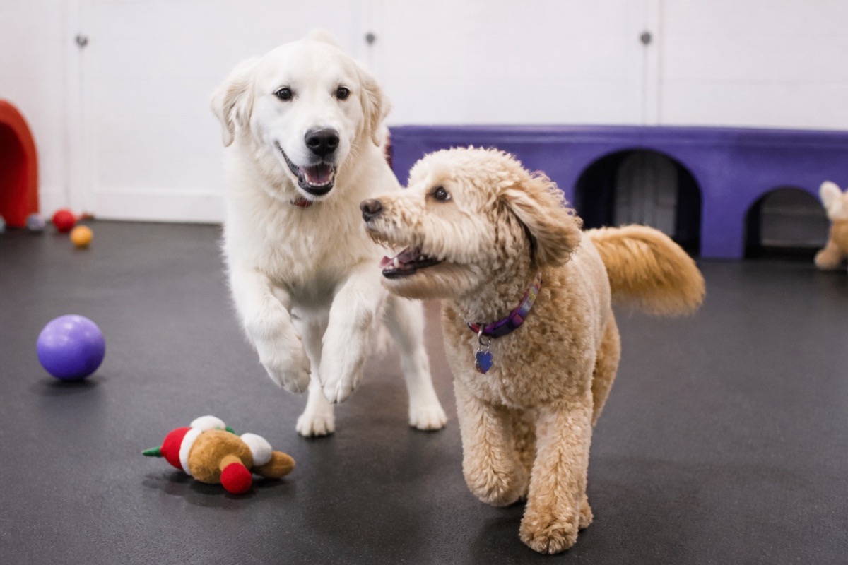 Dogs in play area